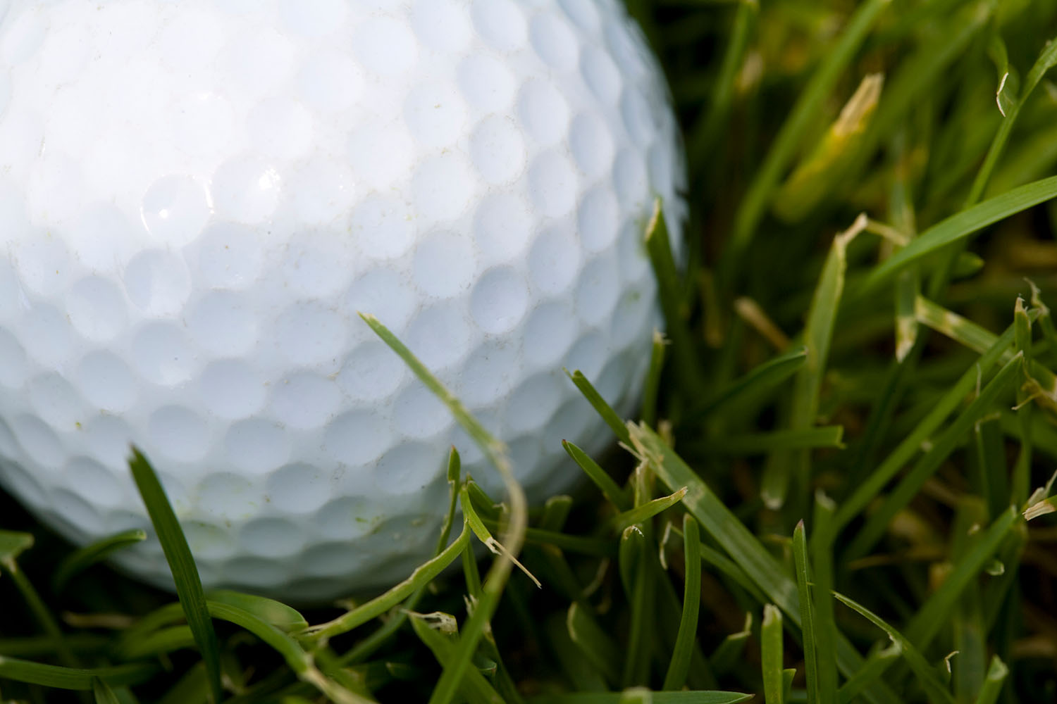 Close-up of a golf ball in grass.